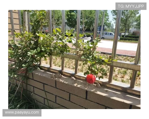 开云官网客户端下载最新版本步骤及常见操作技巧讲解