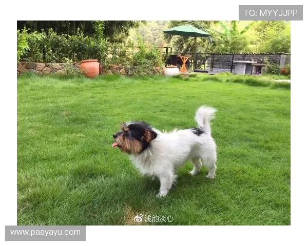 如何顺利完成AG扑鱼登陆，详细流程与常见问题解决方案